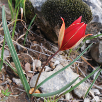 Tulipa cinnabarina subsp. toprakii unspecified picture