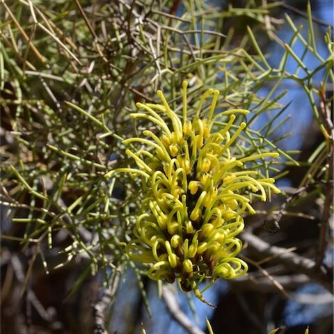 Hakea divaricata unspecified picture