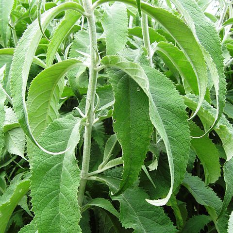 Buddleja yunnanensis unspecified picture