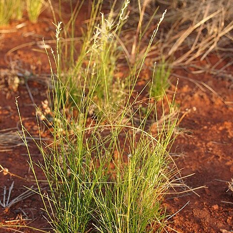 Eragrostis setifolia unspecified picture