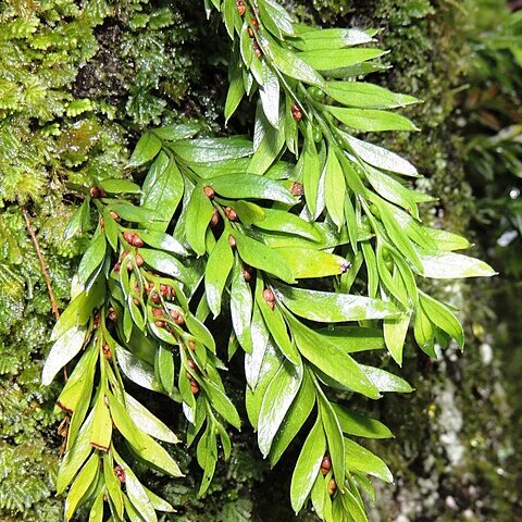 Tmesipteris norfolkensis unspecified picture