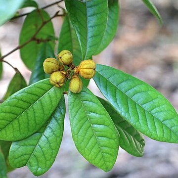 Mischocarpus ailae unspecified picture