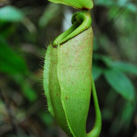 Nepenthes surigaoensis unspecified picture