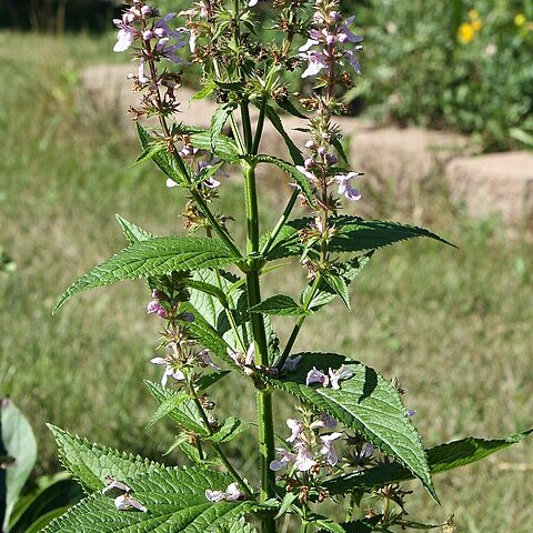 Stachys tenuifolia unspecified picture