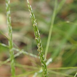 Digitaria coenicola unspecified picture