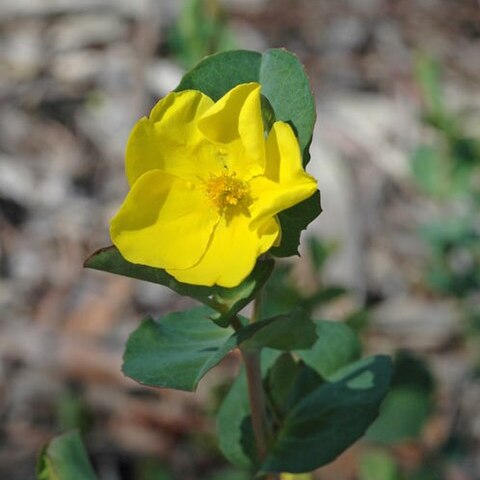 Hibbertia porongurupensis unspecified picture