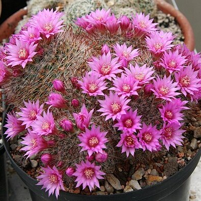 Mammillaria crinita unspecified picture