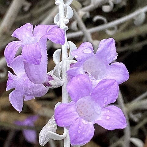 Eremophila delisseri unspecified picture