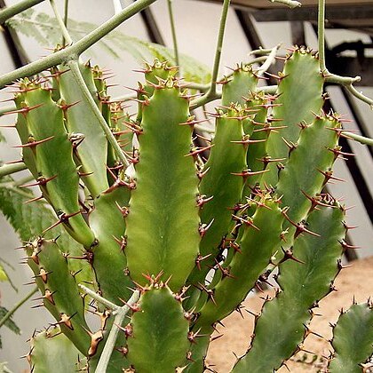 Euphorbia parviceps unspecified picture