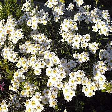 Achillea ageratifolia subsp. ageratifolia unspecified picture