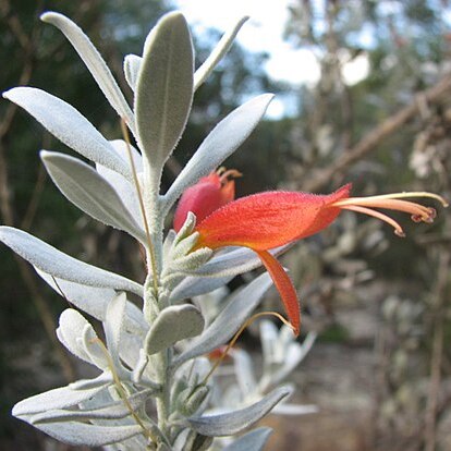 Eremophila glabra unspecified picture