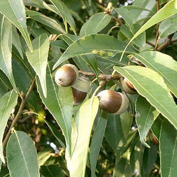 Quercus myrsinaefolia unspecified picture