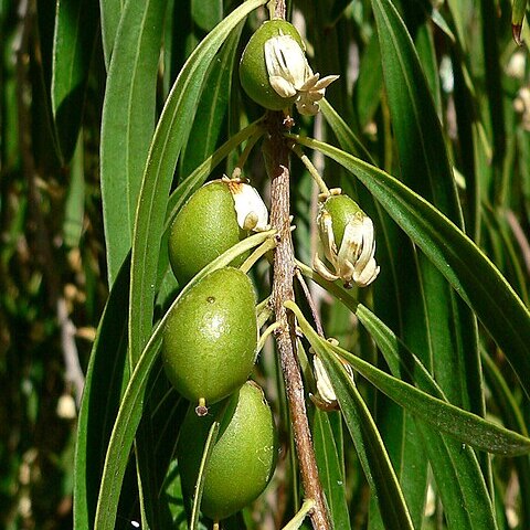 Pittosporum phillyreoides unspecified picture