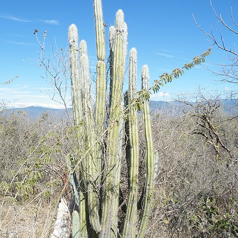 Pilosocereus quadricentralis unspecified picture