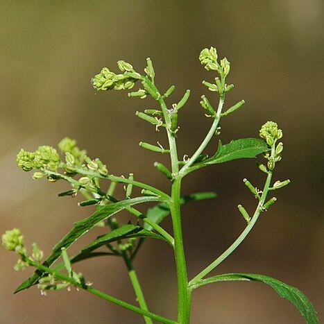 Rorippa sessiliflora unspecified picture