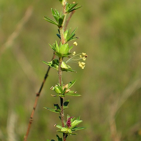 Cliffortia anthospermoides unspecified picture