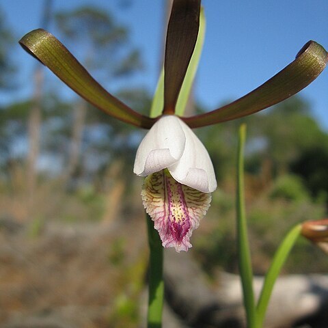 Cleistesiopsis divaricata unspecified picture