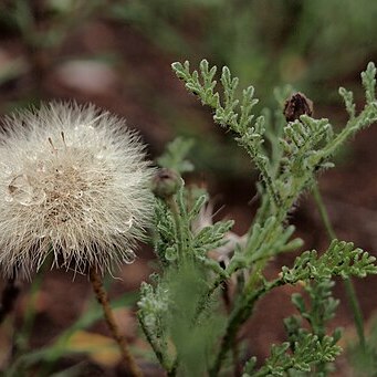 Ixiochlamys filicifolia unspecified picture