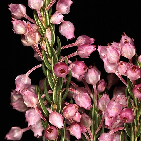 Erica irregularis unspecified picture