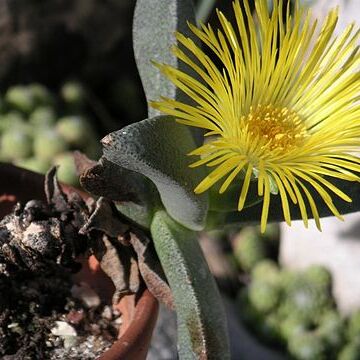 Pleiospilos compactus subsp. canus unspecified picture