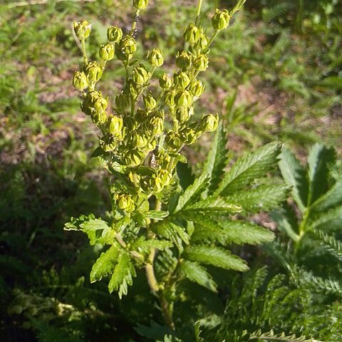 Potentilla longifolia unspecified picture