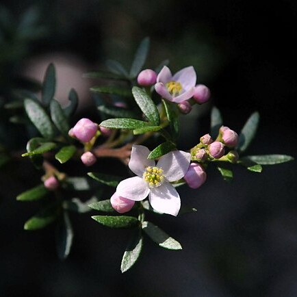 Boronia imlayensis unspecified picture