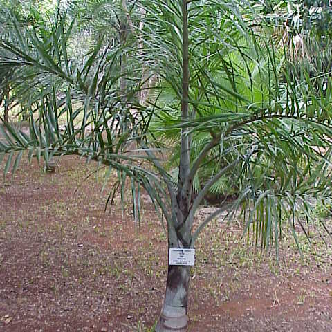 Pseudophoenix sargentii unspecified picture