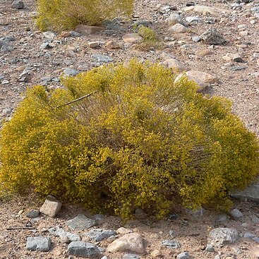 Gutierrezia microcephala unspecified picture