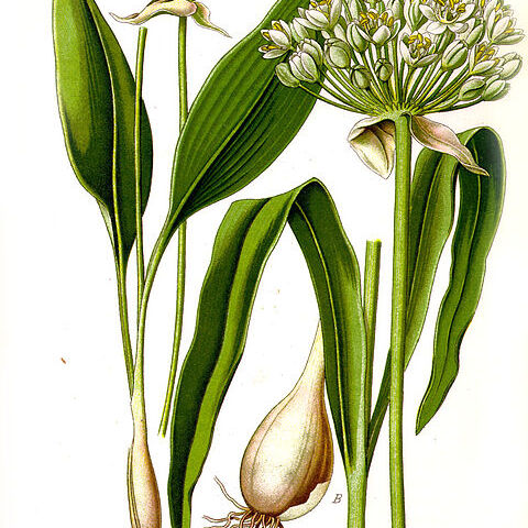 Allium unspecified picture