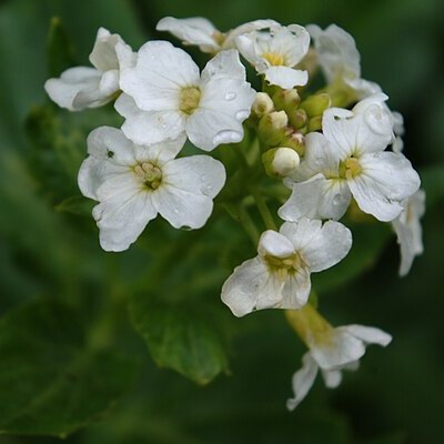 Cardamine cordifolia unspecified picture