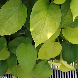 Colocasia affinis unspecified picture