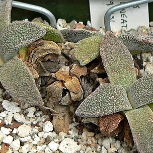 Aloinopsis unspecified picture