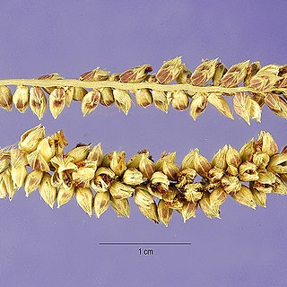 Echinochloa pyramidalis unspecified picture