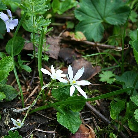 Ornithogalum wiedemannii unspecified picture