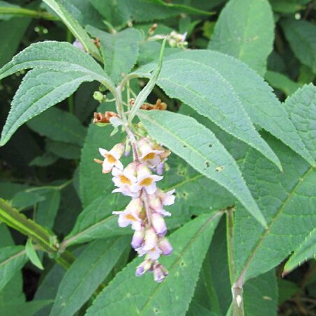 Buddleja limitanea unspecified picture