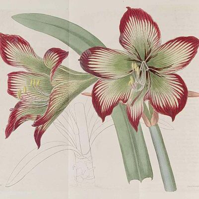 Hippeastrum psittacinum unspecified picture