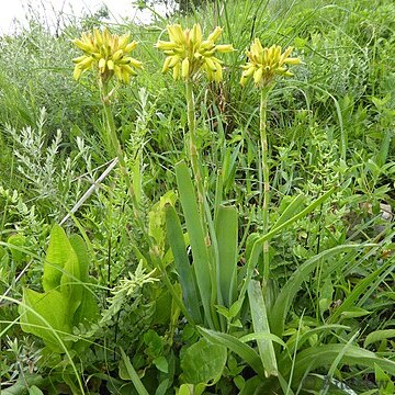 Aloe linearifolia unspecified picture