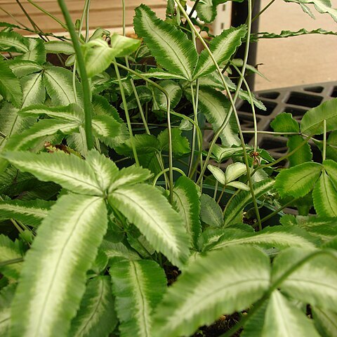 Pteris ensiformis unspecified picture