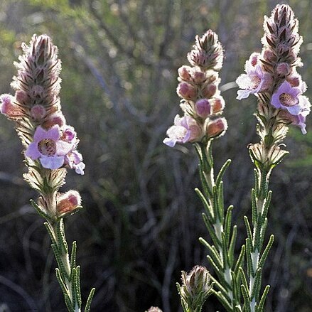 Hemiphora bartlingii unspecified picture