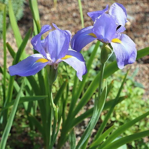 Iris korolkowii unspecified picture