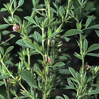 Indigofera inhambanensis unspecified picture