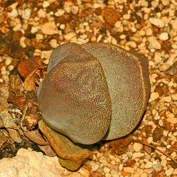 Pleiospilos nelii unspecified picture