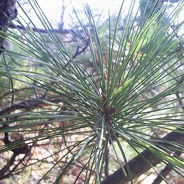 Pinus koraiensis unspecified picture