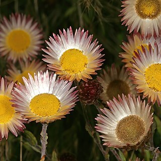 Helichrysum wilmsii unspecified picture