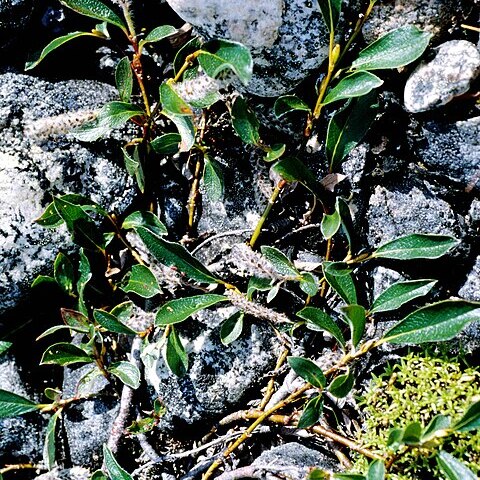 Salix planifolia unspecified picture