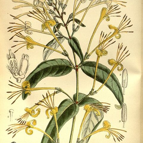 Lonicera macrantha unspecified picture