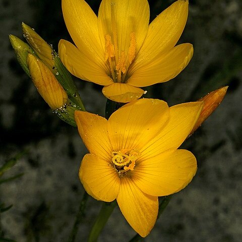 Geissorhiza humilis unspecified picture