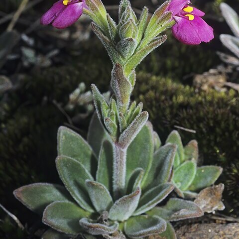 Craterostigma wilmsii unspecified picture