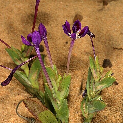 Lapeirousia jacquinii unspecified picture