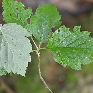 Sorbus tomentella unspecified picture